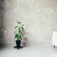 ficus with large leaves on a gray background. - garden decoration stock pictures, royalty-free photos & images