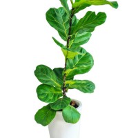 fiddle fig or ficus lyrata in plastic pots n wood table white home. fiddle-leaf fig tree the popular ornamental houseplant air purifying plants for home tropical minimal design. - home decoration photos et images de collectio