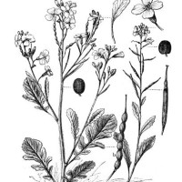 field mustard or charlock (sinapis arvensis) and raphanus raphanistrum - garden decoration stock illustrations