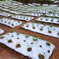 field of garlic - garden decoration stock pictures, royalty-free photos & images