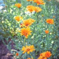 field of pot marigolds - garden decoration stock pictures, royalty-free photos & images