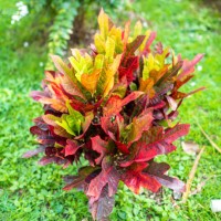 fire croton, garden croton, or variegated croton (codiaeum variegatum), plant with differents colors in medellin, antioquia / colombia - garden decoration stock pictures, royalty-free photos & images
