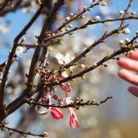 first day of spring - garden decoration stockfoto's en -beelden