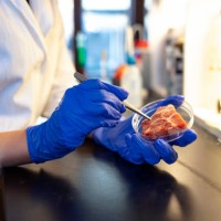 first rule of working in a lab: stay safe - food stock pictures, royalty-free photos & images