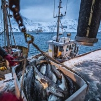 fishing boats out for skrei cod in the arctic sea - food stock pictures, royalty-free photos & images