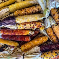 flint corn as outdoor fall decor - garden decoration stock pictures, royalty-free photos & images