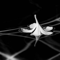 floating flower - garden decoration stock pictures, royalty-free photos & images