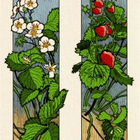 floral ornament with strawberry fruit and blossom plant decorative art nouveau 1897 - garden decoration stock illustrations