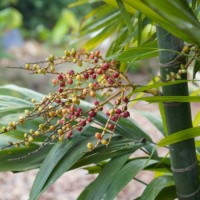 flower betel palm - garden decoration stockfoto's en -beelden