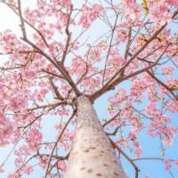 flower bloom in spring, flower background - garden decoration stock pictures, royalty-free photos & images