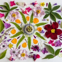 flower flat lay - summer in a dutch garden - garden decoration stock pictures, royalty-free photos & images