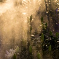 flower garden, nature background - garden decoration stock pictures, royalty-free photos & images