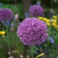 flower head of allium giganteum - garden decoration stock pictures, royalty-free photos & images