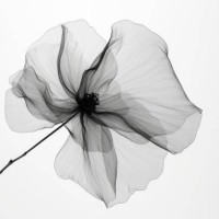 flower x-ray. abstract floral background with copy space. - fashion stock pictures, royalty-free photos & images