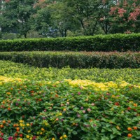 flowerbeds of flowers of different colors. - garden decoration stock pictures, royalty-free photos & images