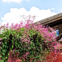 flowering branch of the vine antigonon leptopus. - garden decoration stock pictures, royalty-free photos & images