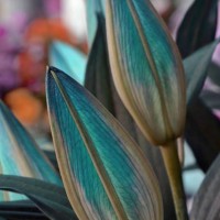 flowers - garden decoration stock-fotos und bilder