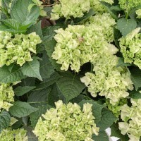 flowers are abundant in hydrangea flower beds in gardens. - garden decoration stock pictures, royalty-free photos & images