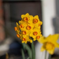 flowers from our garden 10 - garden decoration stock pictures, royalty-free photos & images