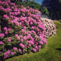 flowers in the city garden - garden decoration stockfoto's en -beelden