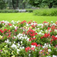 flowers in the park - garden decoration stock pictures, royalty-free photos & images