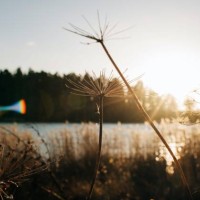 flowers in winter shinning in the golden light in sweden - garden decoration stock pictures, royalty-free photos & images