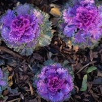 flowers of decorative cabbage pot as urban furniture spring equinox - garden decoration stock pictures, royalty-free photos & images