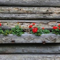 flowers on old house in salzburg, austria - garden decoration stock pictures, royalty-free photos & images
