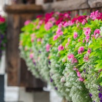 flowers on the chapel bridge in lucerne - garden decoration stock-fotos und bilder