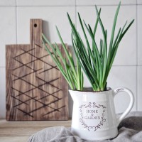 food photography in bright kitchen interior with still life of white jug front view with sprouted onion and a wooden board in the background - garden decoration stock-fotos und bilder