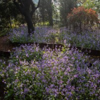 footpath with blooming purple cruciferous flowers - garden decoration stockfoto's en -beelden