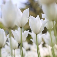 fragile white tulip flowers against greenery meadow background, low angle view - garden decoration stock pictures, royalty-free photos & images