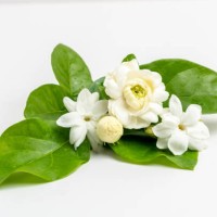 frame border stacked jasmine white flower with green leave for aroma oil isolated on white background. - garden decoration stock pictures, royalty-free photos & images