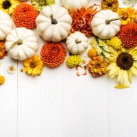 frame of white decorative pumpkins with autumn flowers on white wooden background. thanksgiving day and halloween concept. photography from above with copy space - home decoration stock pictures, royalty-free photos & images