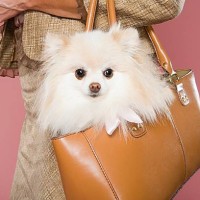 frau mit hund in einer handtasche - fashion stock-fotos und bilder