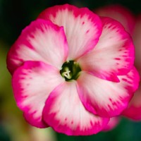 freesia petal arrangement - garden decoration stock pictures, royalty-free photos & images