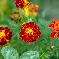 french marigold flowers - garden decoration stock pictures, royalty-free photos & images