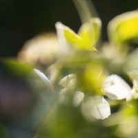 fresh green leaves, white flower bud and sunlight. abstract concept of natural product and nature. - garden decoration stock pictures, royalty-free photos & images