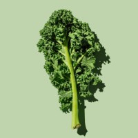 fresh green organic kale leaves on green background. healthy food, diet and detox concept. flat lay, top view - food stock pictures, royalty-free photos & images
