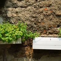 fresh peppermint plant in the hanging pot garden - garden decoration stock pictures, royalty-free photos & images