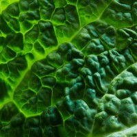 fresh savoy cabbage leaf - food stock pictures, royalty-free photos & images