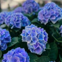 fresh vibrant blue hydrangea in the city - garden decoration stockfoto's en -beelden