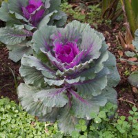 fresh violet cabbage (brassica oleracea) plant leaves - garden decoration stock pictures, royalty-free photos & images