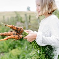 freshly picked carrot from the garden- - food stock pictures, royalty-free photos & images