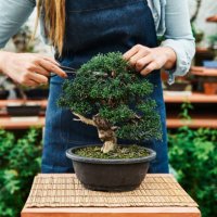 front and detail view of the hands of an unrecognizable woman pruning the leaves of a bonsai tree with a scissors in a garden nursery. - garden decoration stock pictures, royalty-free photos & images
