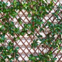 front view of a fence with green leaves in the foreground with no people around. - garden decoration stock pictures, royalty-free photos & images
