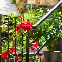 front view of a group of flowers on the railing of a staircase outside a house with plants - garden decoration stock pictures, royalty-free photos & images