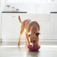 front view of tan coloured dog in kitchen eating from red bowl - food stock pictures, royalty-free photos & images