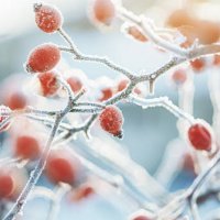 frozen dog rose on a cold dark winter day - garden decoration stock pictures, royalty-free photos & images