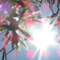 fuego _s2_ - garden decoration stock pictures, royalty-free photos & images